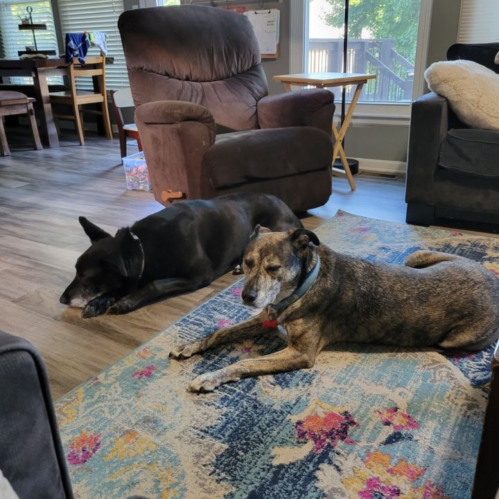 Roxie, an adoptable Labrador Retriever Mix in Shawnee, KS_image-3