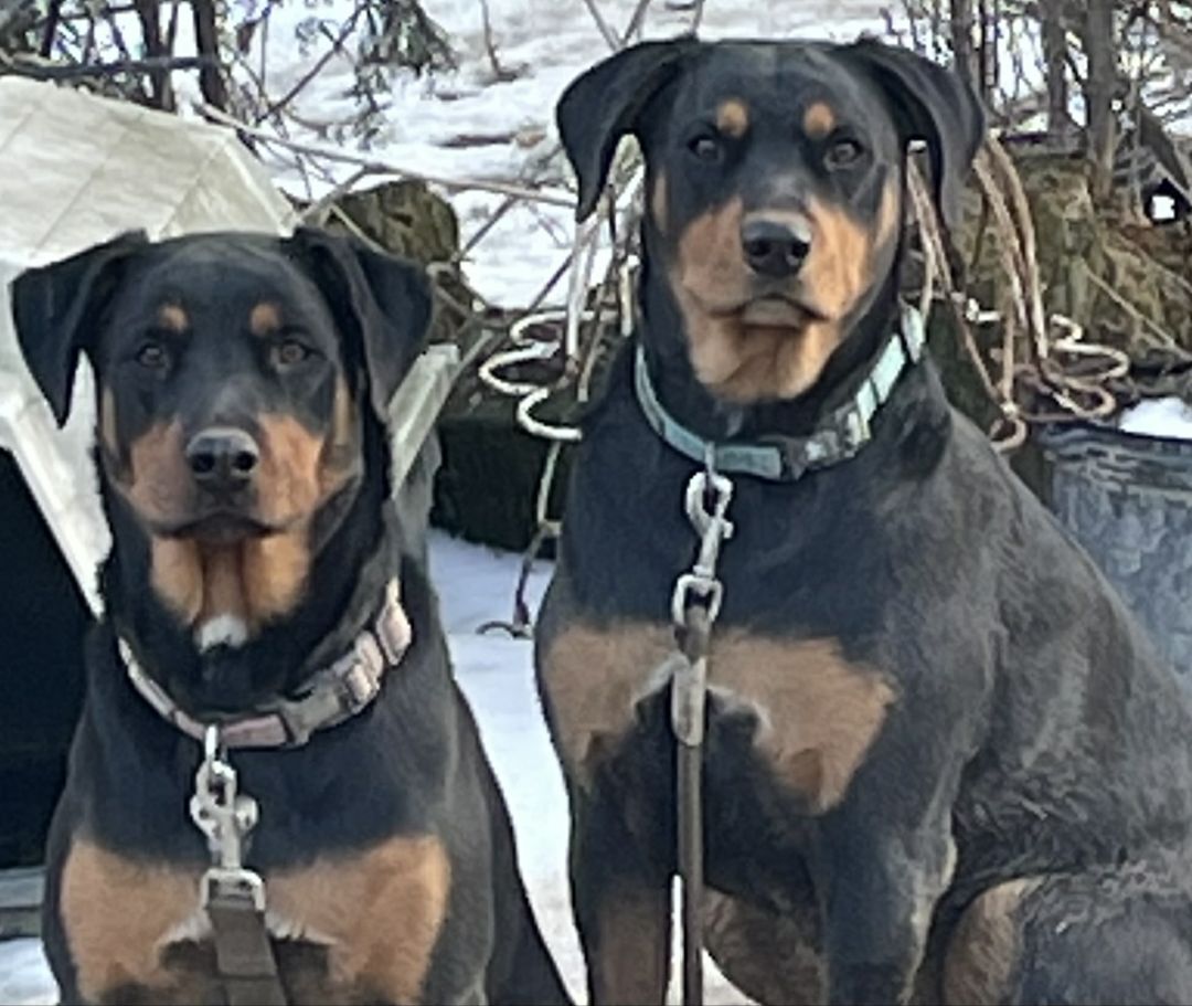 Rocco and Roxy - bonded siblings