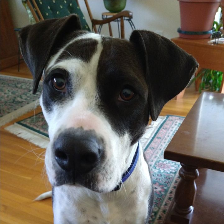 Maddie, an adoptable Dalmatian & Labrador Retriever Mix in Albemarle, NC_image-3