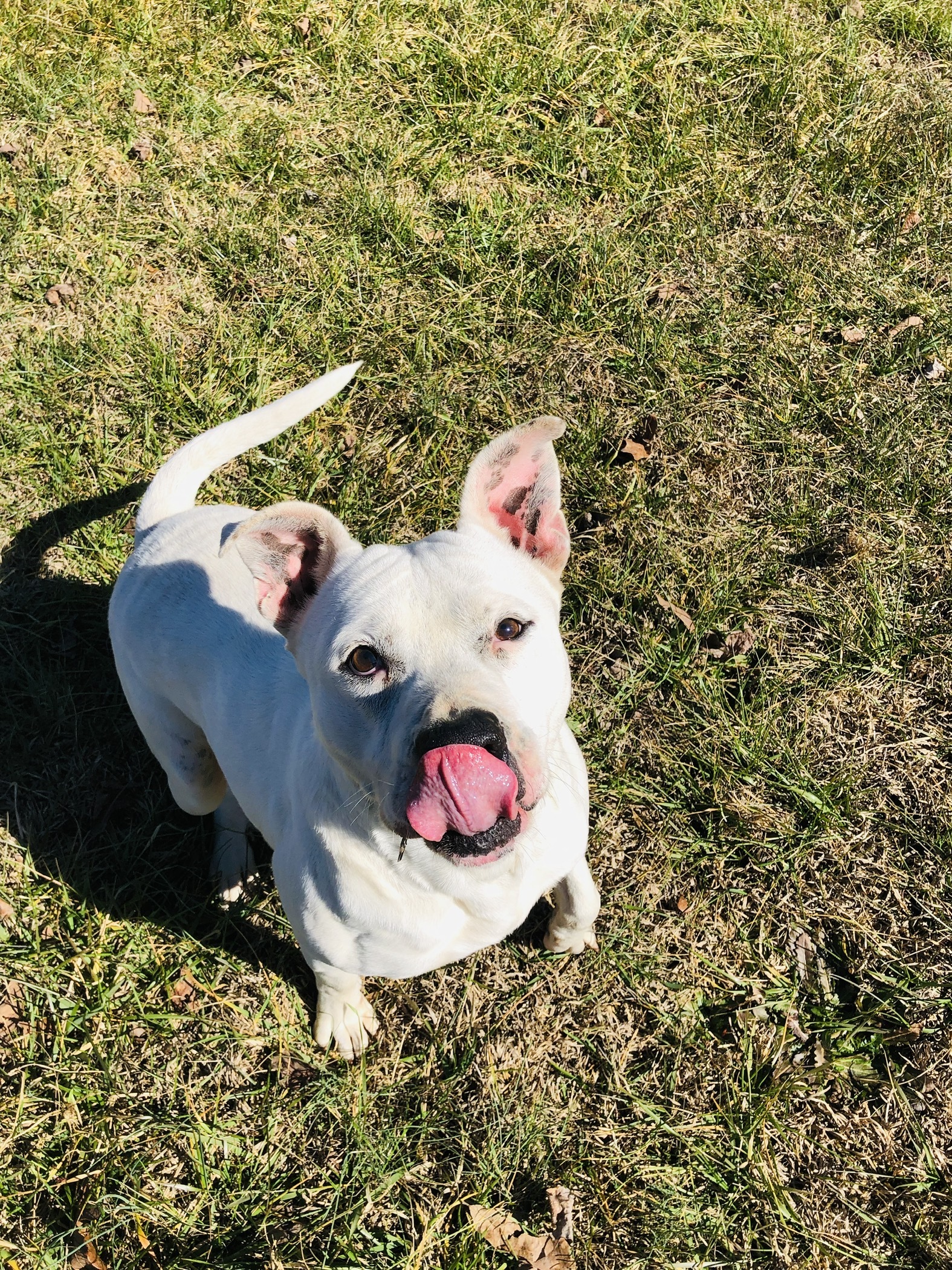 Kane, an adoptable American Bulldog in Hartwell, GA, 30643 | Photo Image 3