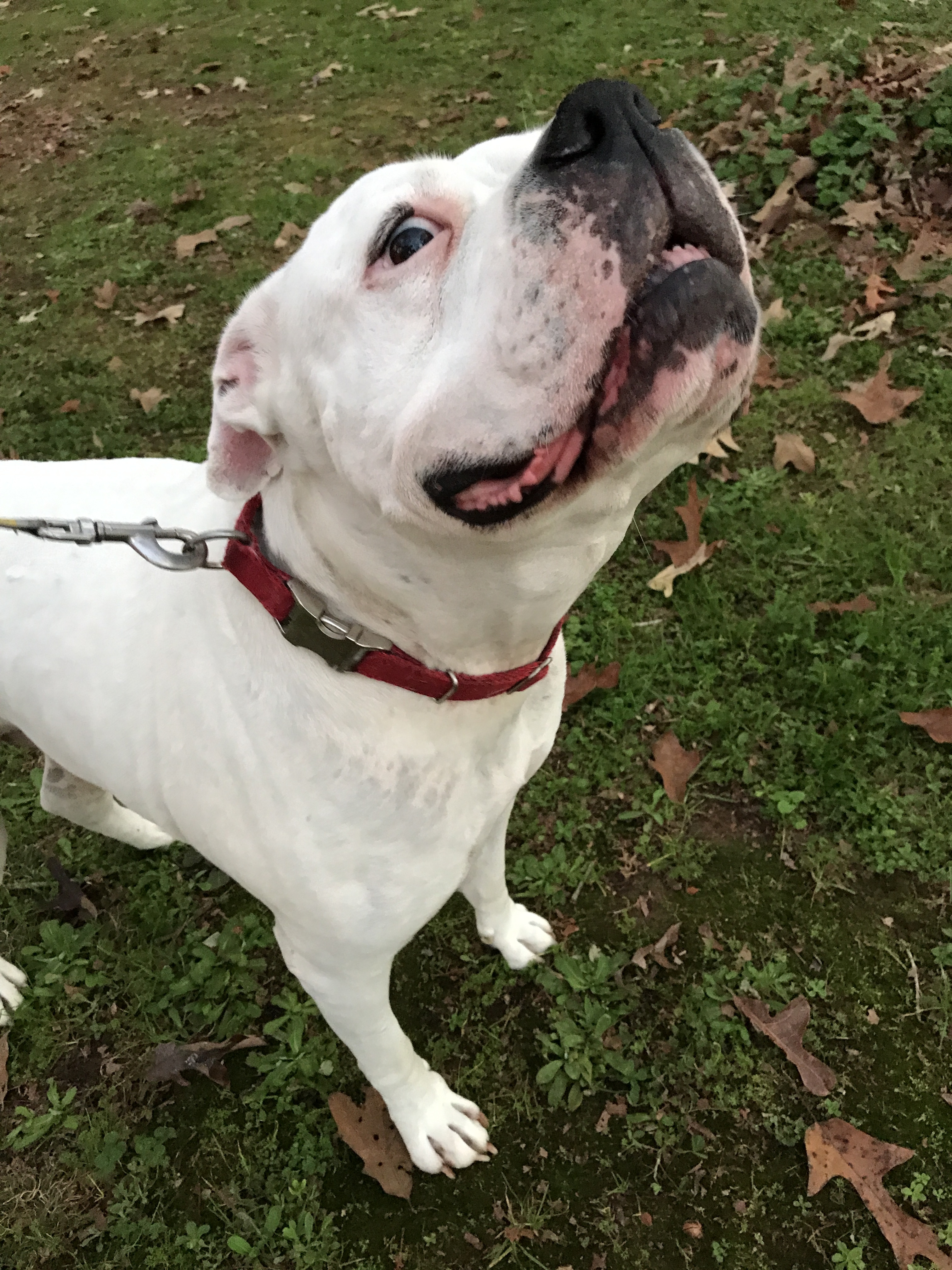Kane, an adoptable American Bulldog in Hartwell, GA, 30643 | Photo Image 4