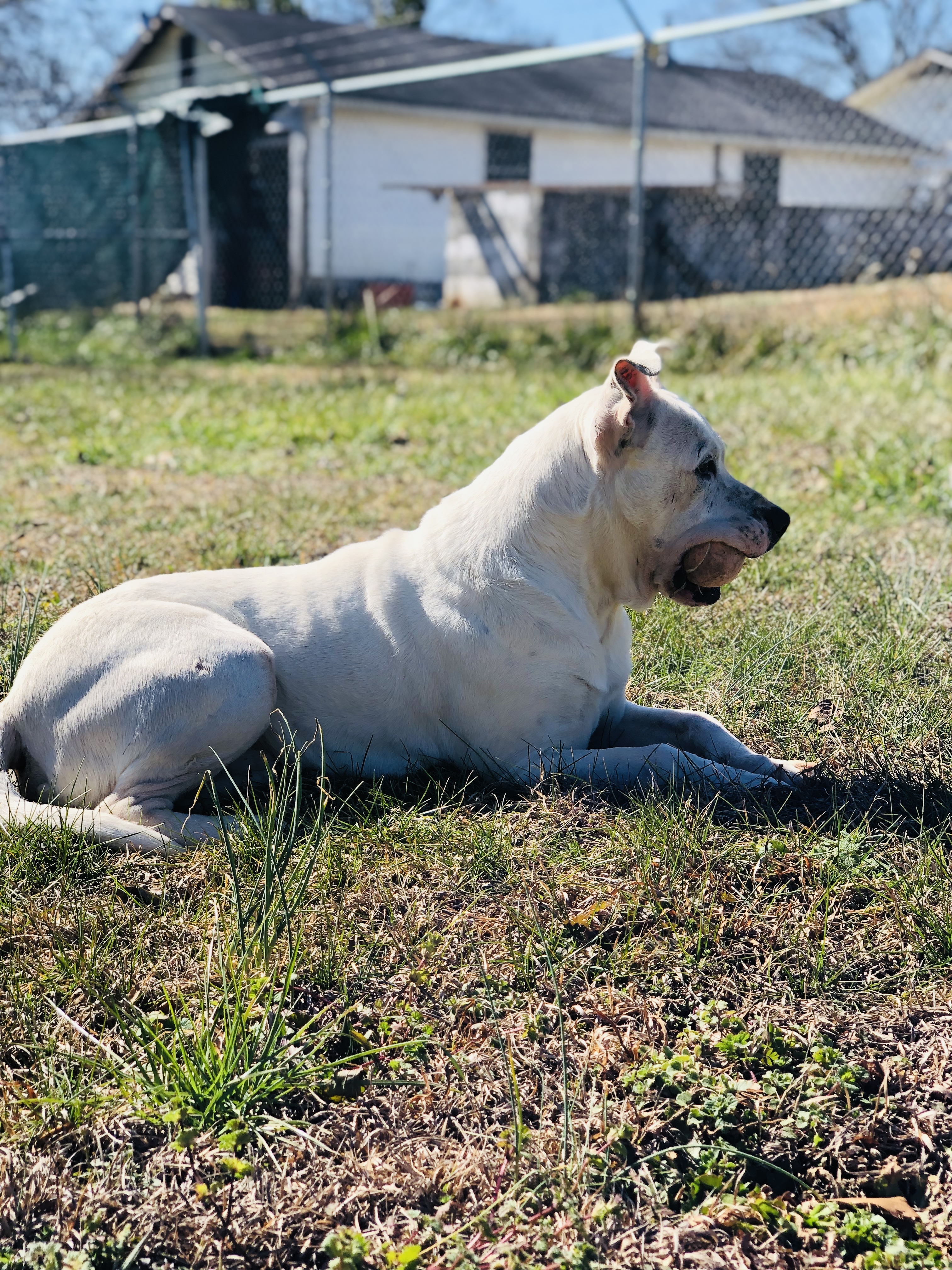 Kane, an adoptable American Bulldog in Hartwell, GA, 30643 | Photo Image 5