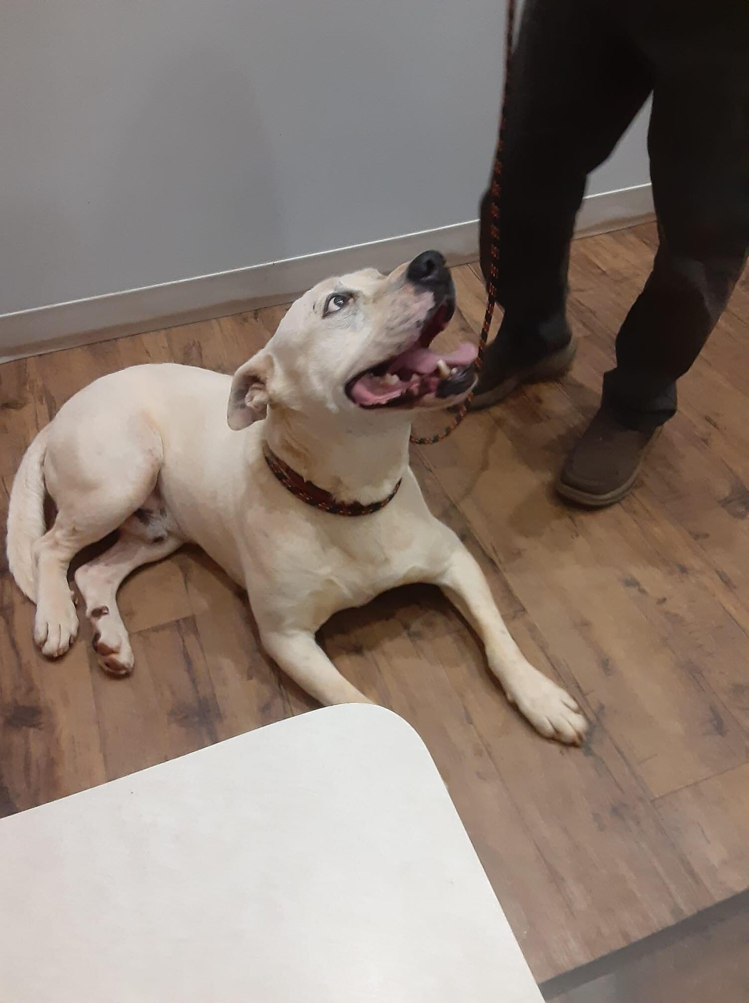 Kane, an adoptable American Bulldog in Hartwell, GA, 30643 | Photo Image 6