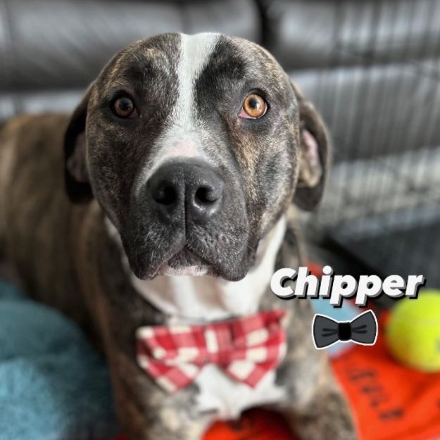 Chipper, an adoptable Pit Bull Terrier, Hound in Portsmouth, OH, 45662 | Photo Image 1