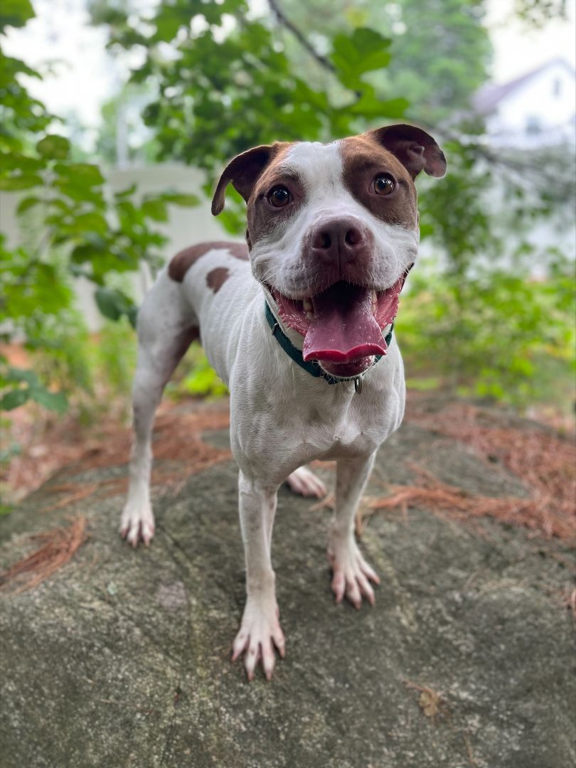 Popeye, an adoptable Pit Bull Terrier in Nutting Lake, MA, 01865 | Photo Image 2