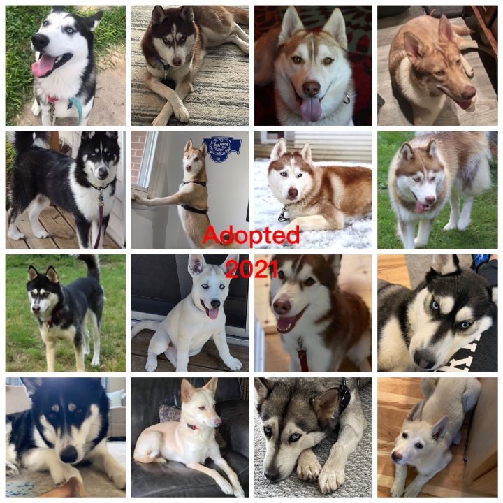 Dog for adoption - Foster Homes Needed, a Siberian Husky in Gaylord, MI ...