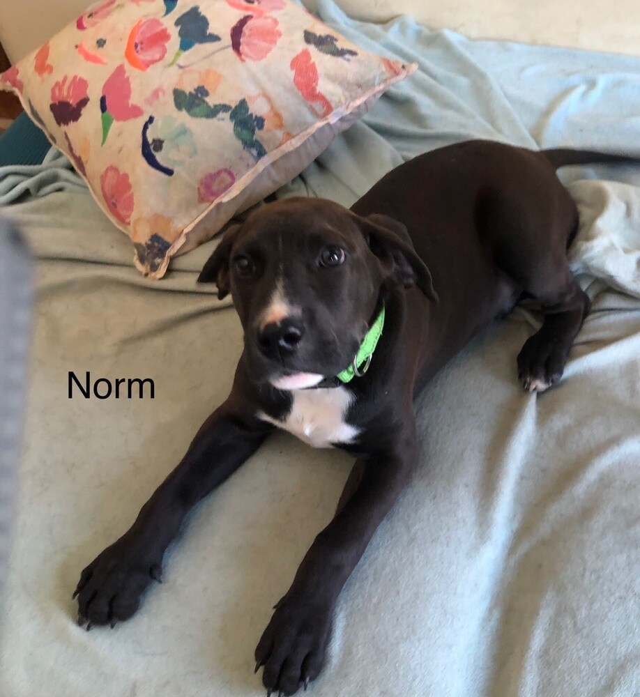 Norm (Cheers Litter)