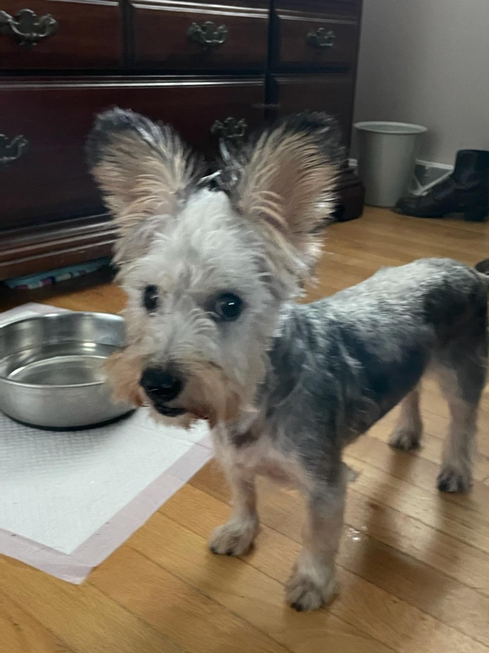 Frankie, an adoptable Schnauzer in Matthews, NC, 28106 | Photo Image 1
