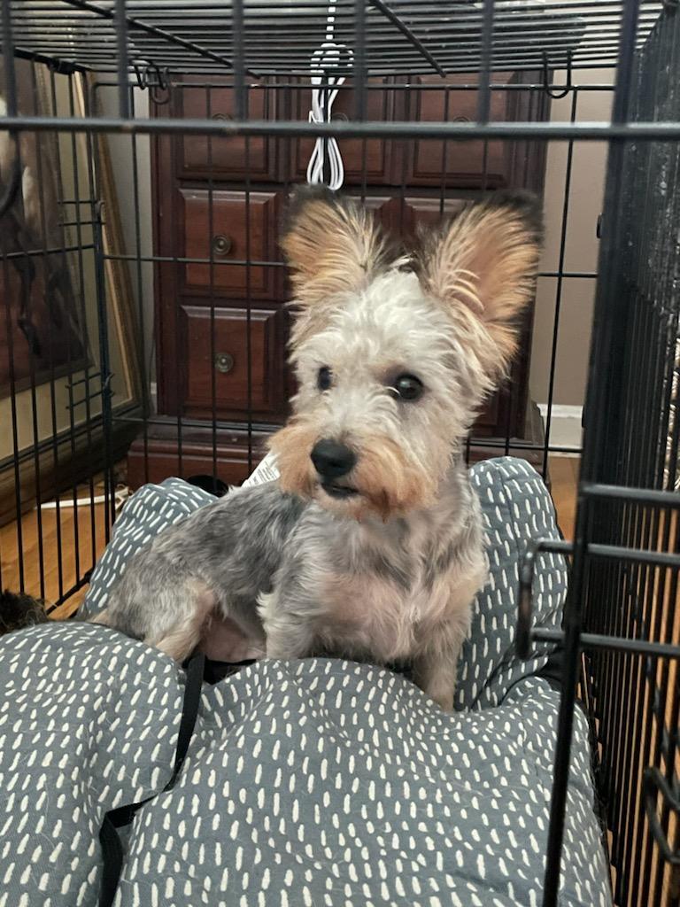 Frankie, an adoptable Schnauzer in Matthews, NC, 28106 | Photo Image 2