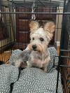 Frankie photo 2