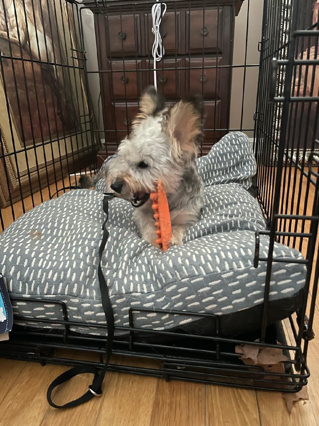 Frankie, an adoptable Schnauzer in Matthews, NC, 28106 | Photo Image 3