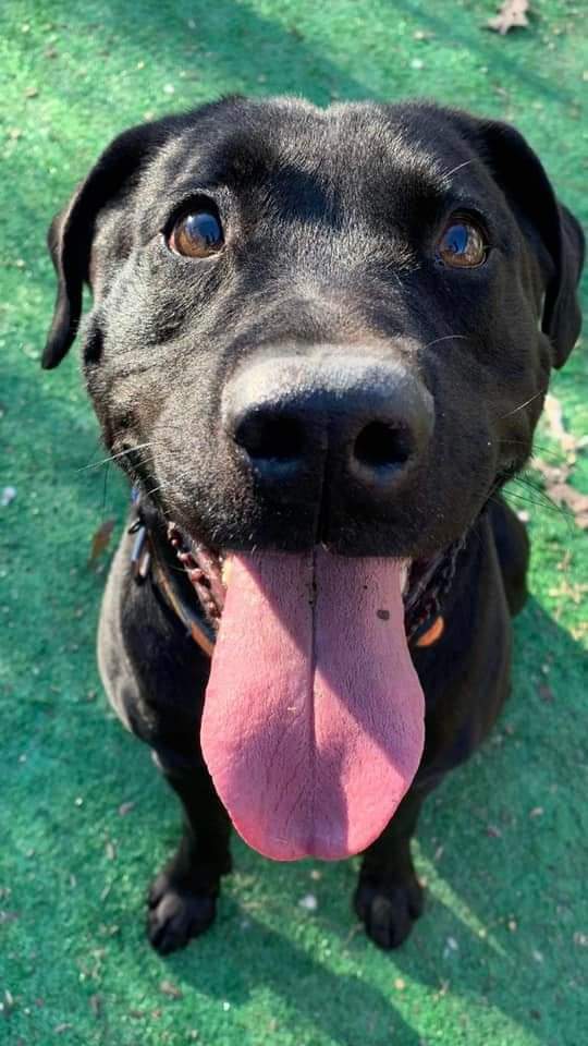 Daniel, an adoptable Labrador Retriever in Calhoun, GA, 30701 | Photo Image 1