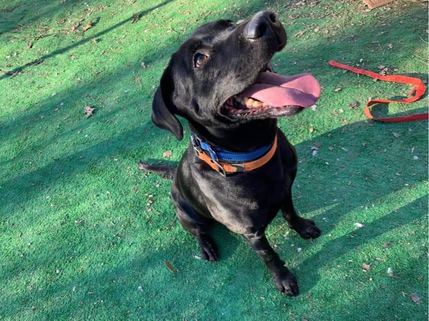 Daniel, an adoptable Labrador Retriever in Calhoun, GA, 30701 | Photo Image 2