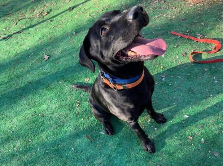 Daniel, an adoptable Labrador Retriever Mix in Calhoun, GA_image-2