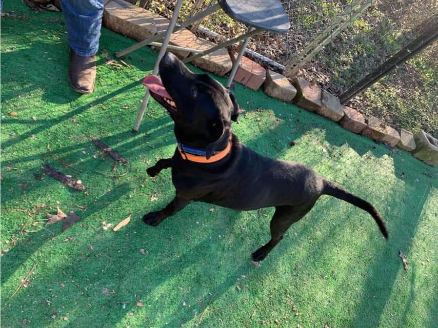 Daniel, an adoptable Labrador Retriever in Calhoun, GA, 30701 | Photo Image 3