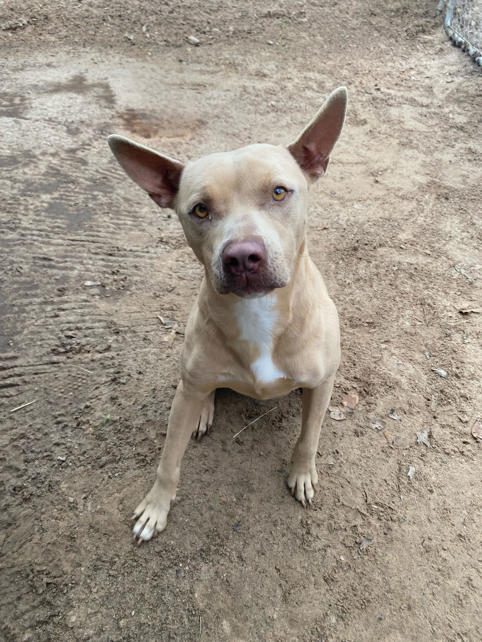 Andrea, an adoptable Pit Bull Terrier in Gun Barrel City, TX, 75147 | Photo Image 1