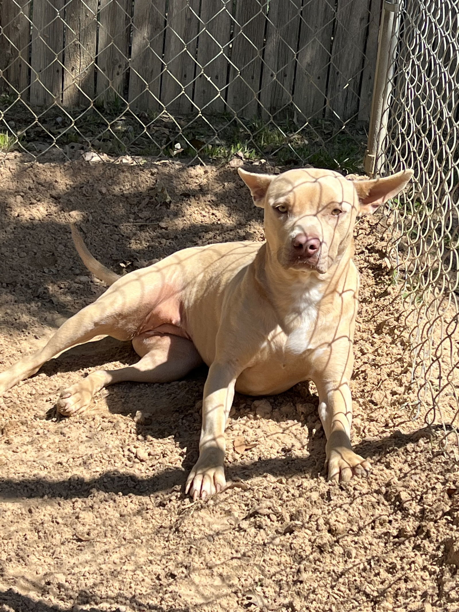 Andrea, an adoptable Pit Bull Terrier in Gun Barrel City, TX, 75147 | Photo Image 2