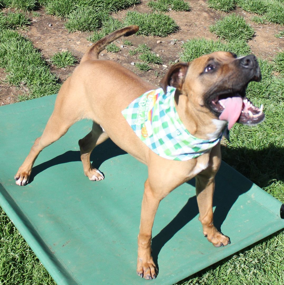 Sanders, an adoptable Boxer, Mixed Breed in Shelby, NC, 28152 | Photo Image 3