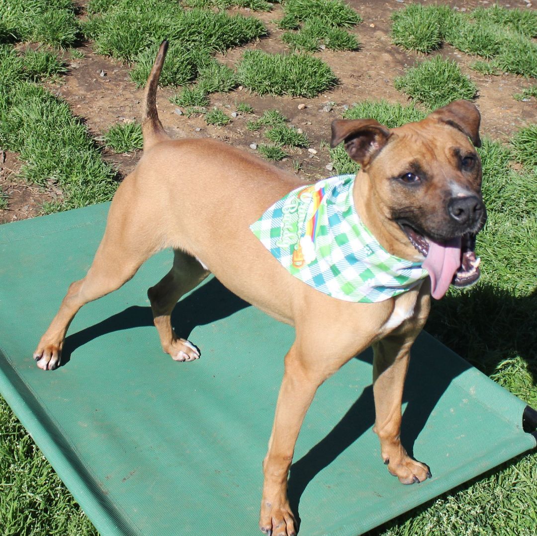 Sanders, an adoptable Boxer, Mixed Breed in Shelby, NC, 28152 | Photo Image 4
