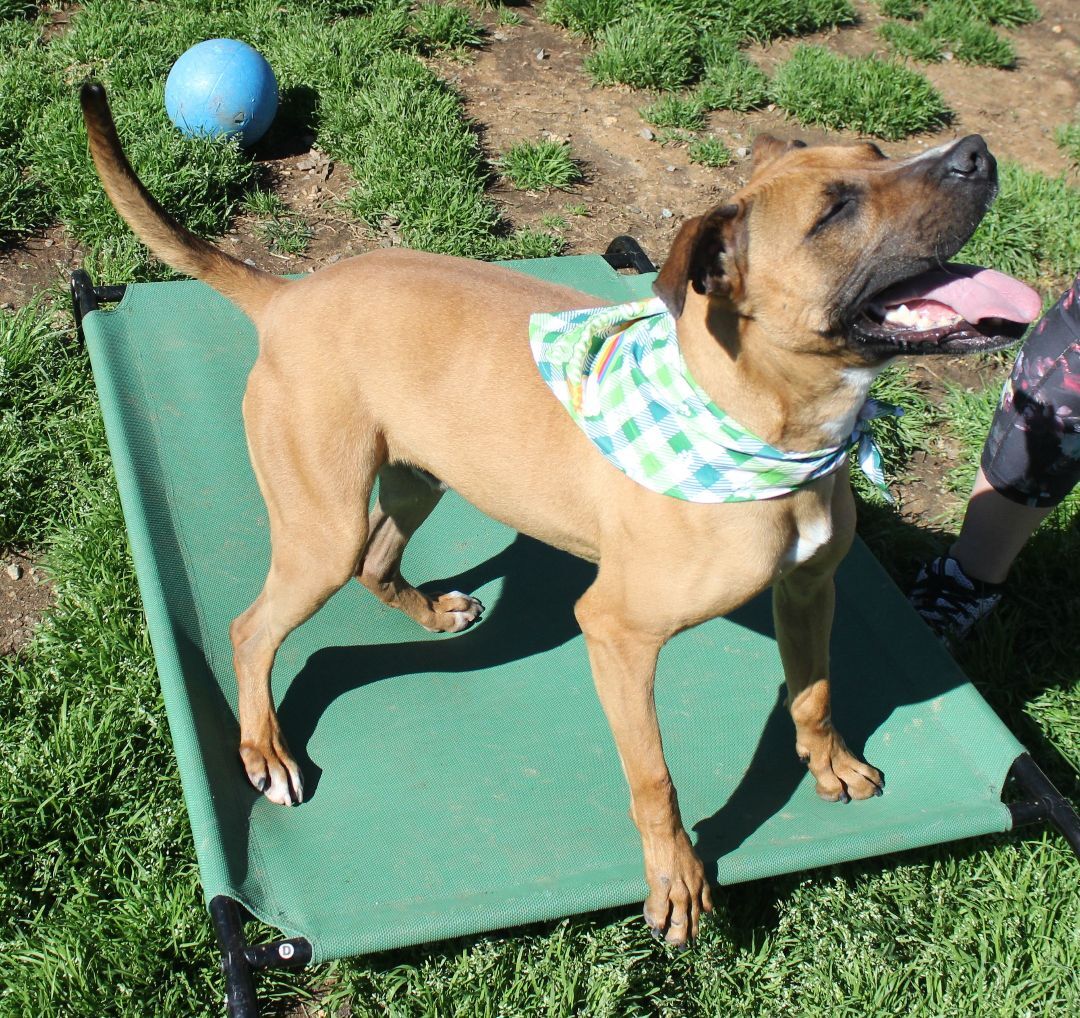 Sanders, an adoptable Boxer, Mixed Breed in Shelby, NC, 28152 | Photo Image 5
