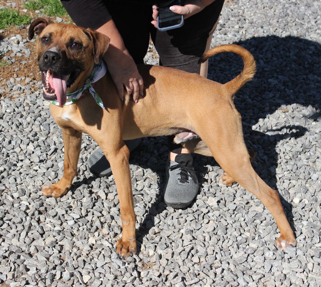 Sanders, an adoptable Boxer, Mixed Breed in Shelby, NC, 28152 | Photo Image 6