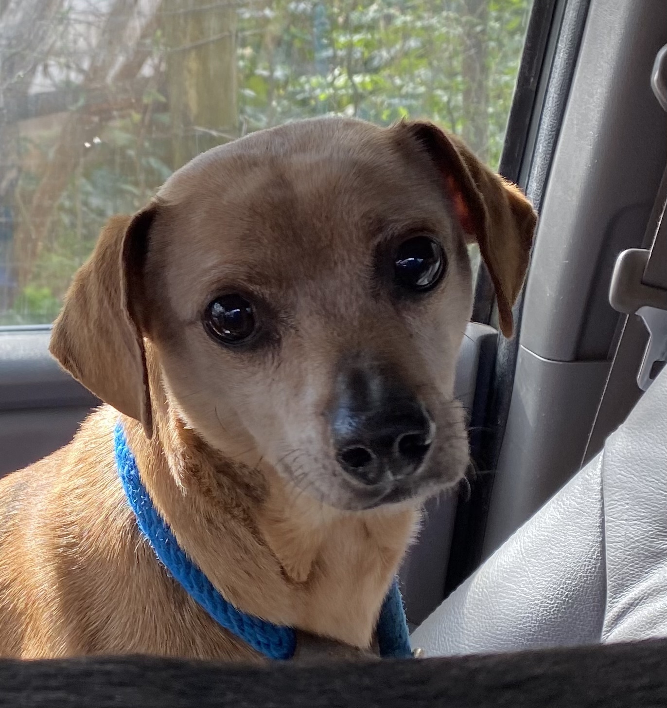 Rusty ( bonded with Serena ) , an adoptable Chihuahua, Dachshund in Monticello, GA, 31064 | Photo Image 1