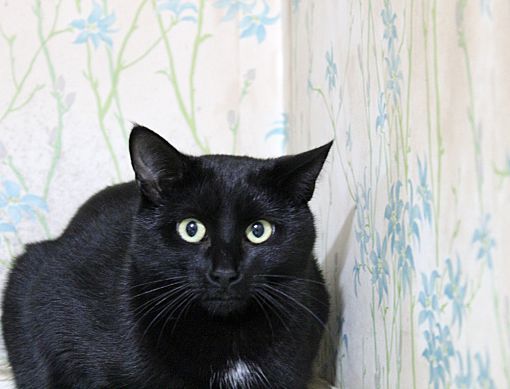 Buster Bonded with Ray Ray, an adoptable Domestic Short Hair in Macedonia, OH, 44056 | Photo Image 2