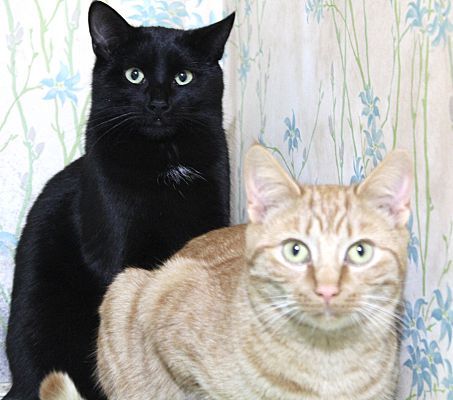 Buster Bonded with Ray Ray, an adoptable Domestic Short Hair in Macedonia, OH, 44056 | Photo Image 3