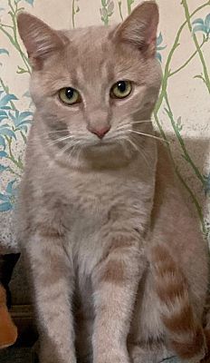 Ray Ray Bonded with Buster, an adoptable Domestic Short Hair in Macedonia, OH, 44056 | Photo Image 3