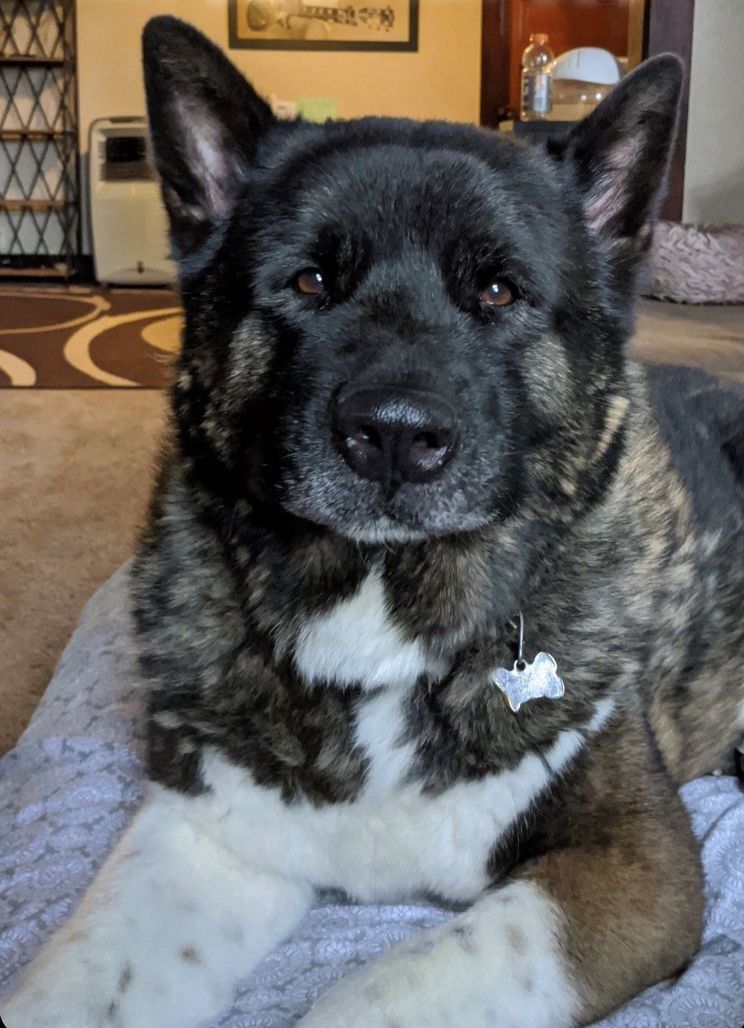 Maiko, an adoptable Akita in Santa Clarita, CA, 91322 | Photo Image 1