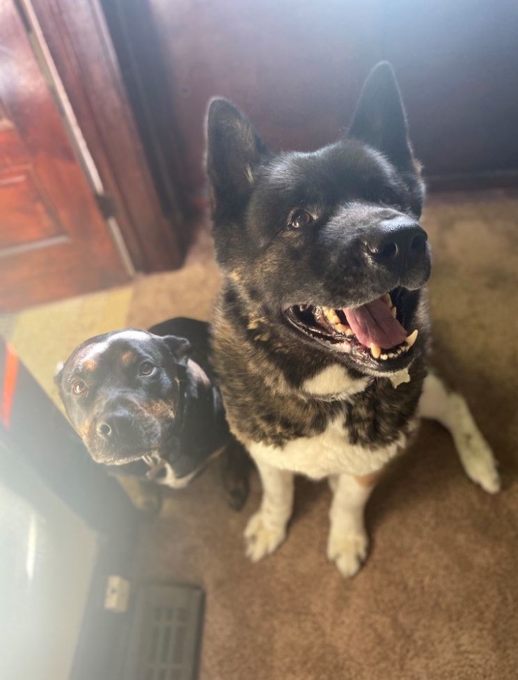 Maiko, an adoptable Akita in Santa Clarita, CA, 91322 | Photo Image 3