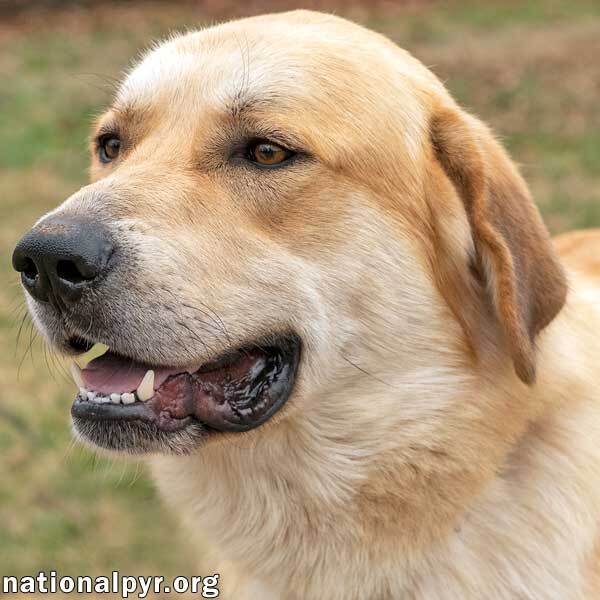 Maze in TN - Happy Boy Adores People!