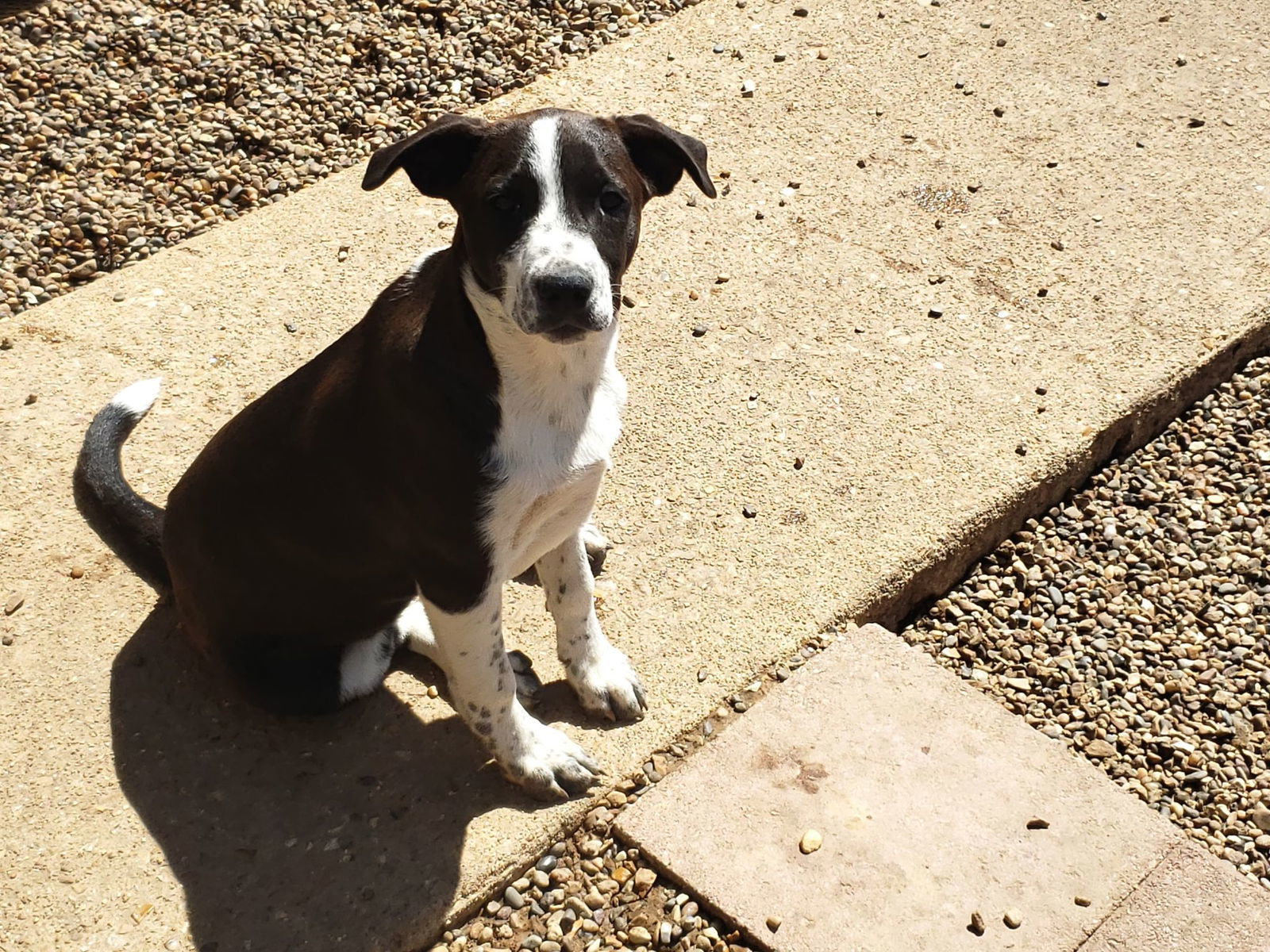 Shirley, an adoptable Mixed Breed in Poplar Bluff, MO, 63901 | Photo Image 1