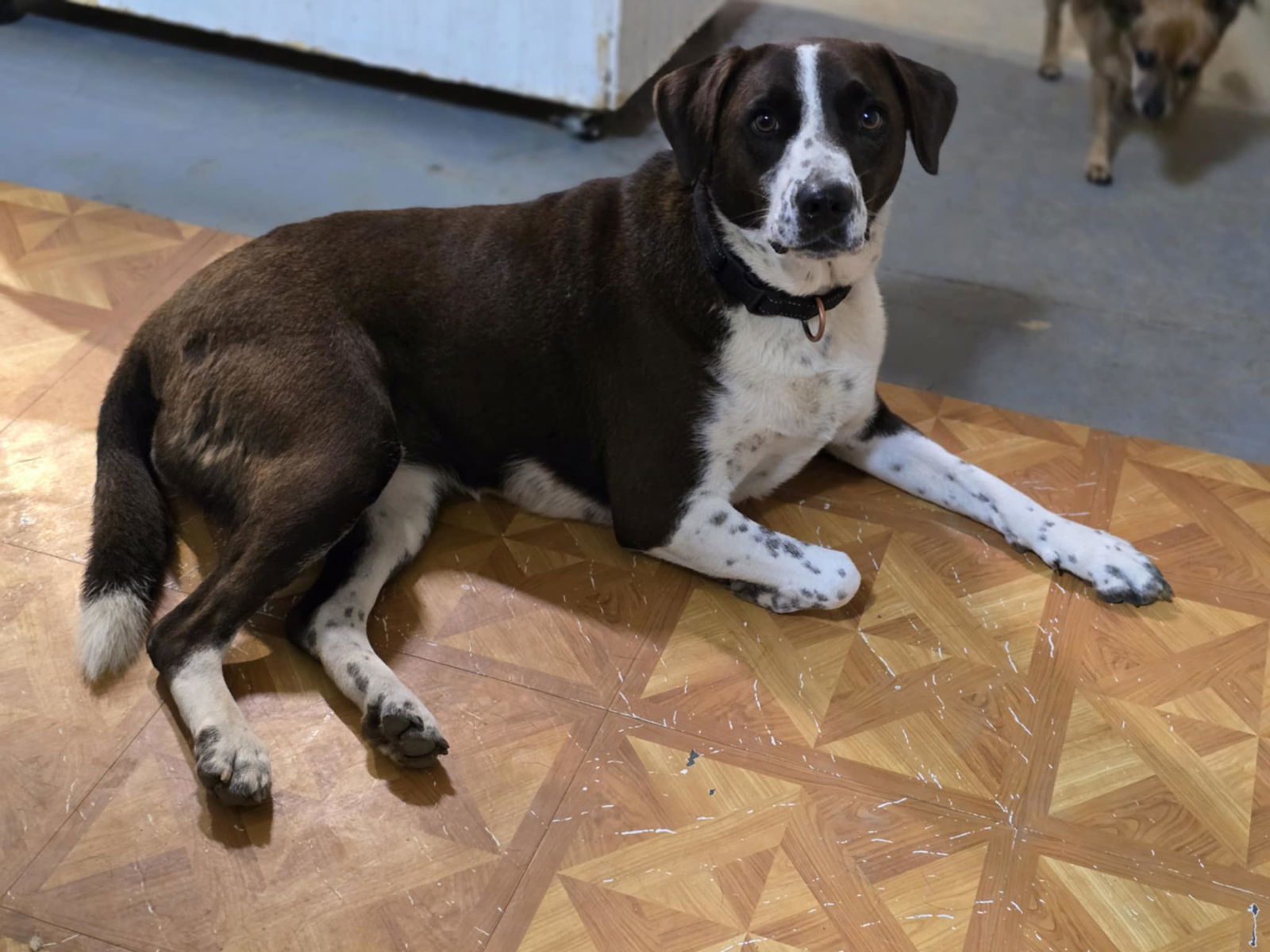Shirley, an adoptable Border Collie in Poplar Bluff, MO, 63901 | Photo Image 1