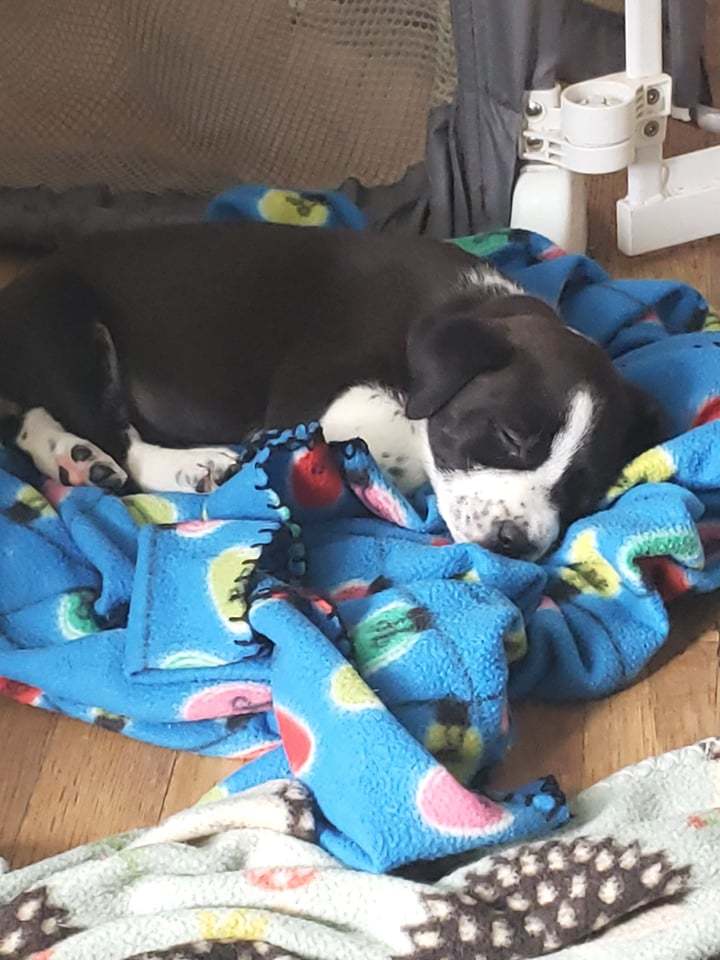 Shirley, an adoptable Border Collie in Poplar Bluff, MO, 63901 | Photo Image 3