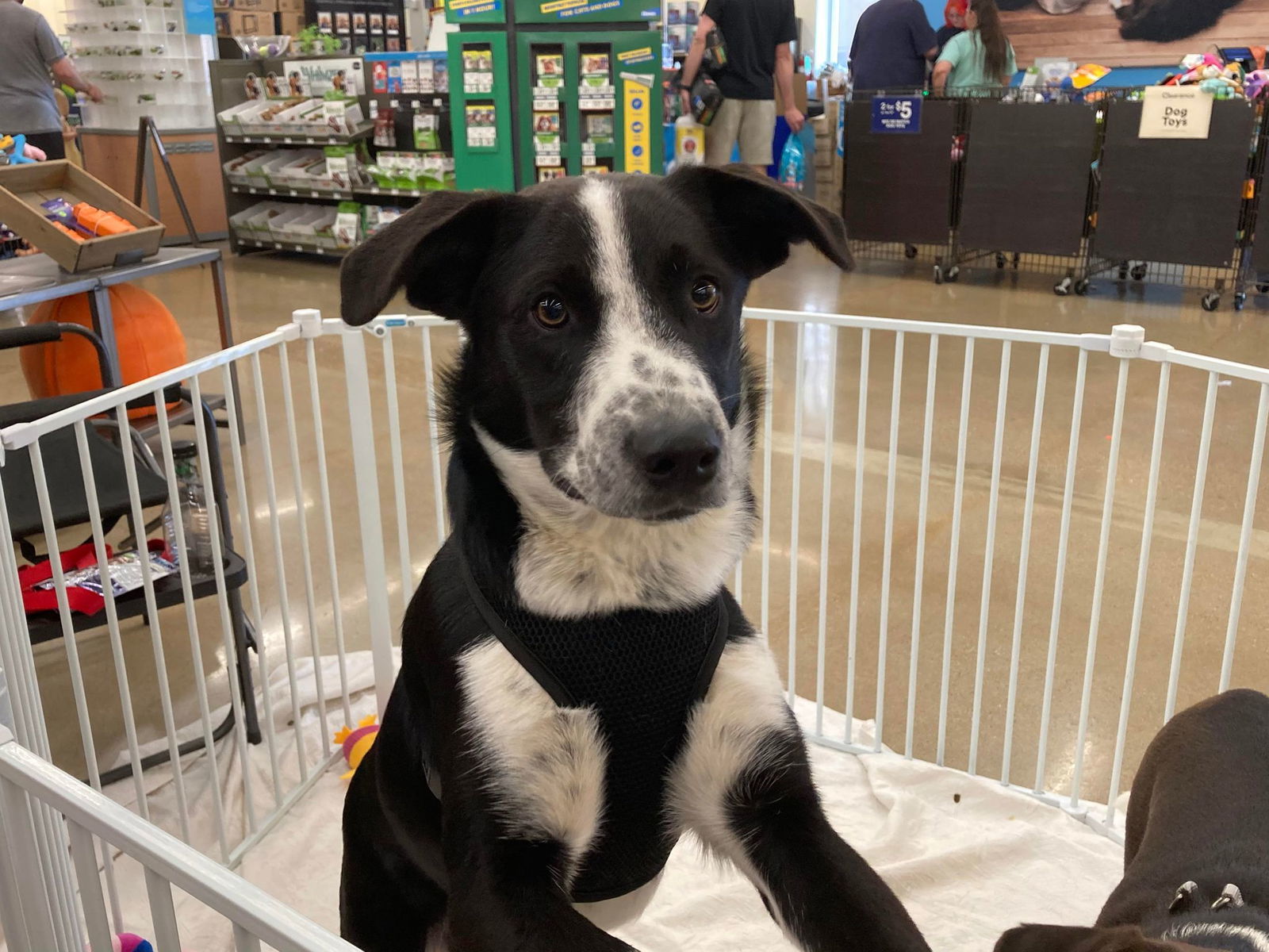 Sammy, an adoptable Mixed Breed in Poplar Bluff, MO, 63901 | Photo Image 1