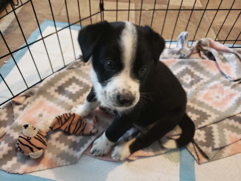 Sammy, an adoptable Mixed Breed in Poplar Bluff, MO, 63901 | Photo Image 3