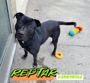 Reptar 