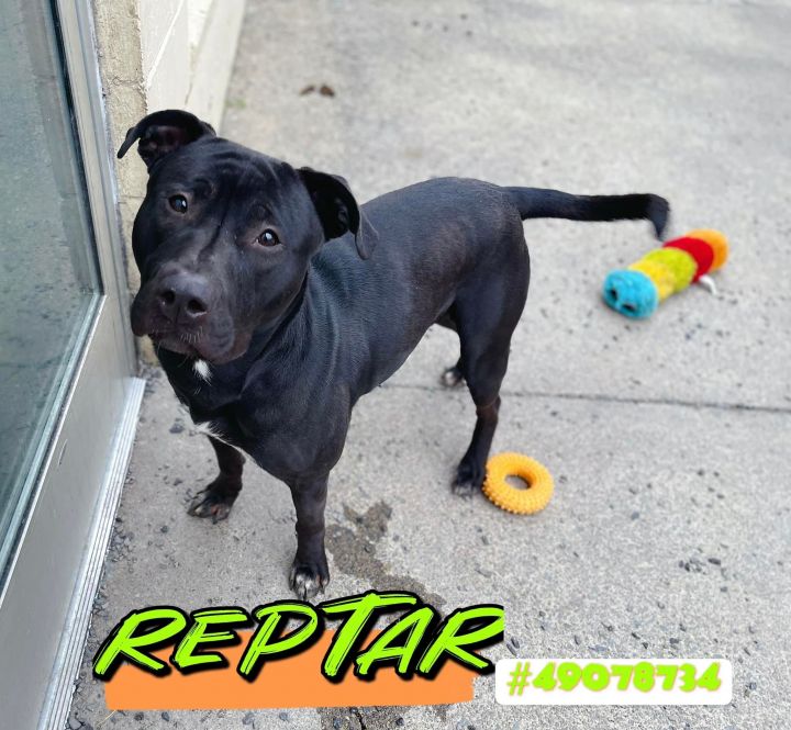 Reptar  1