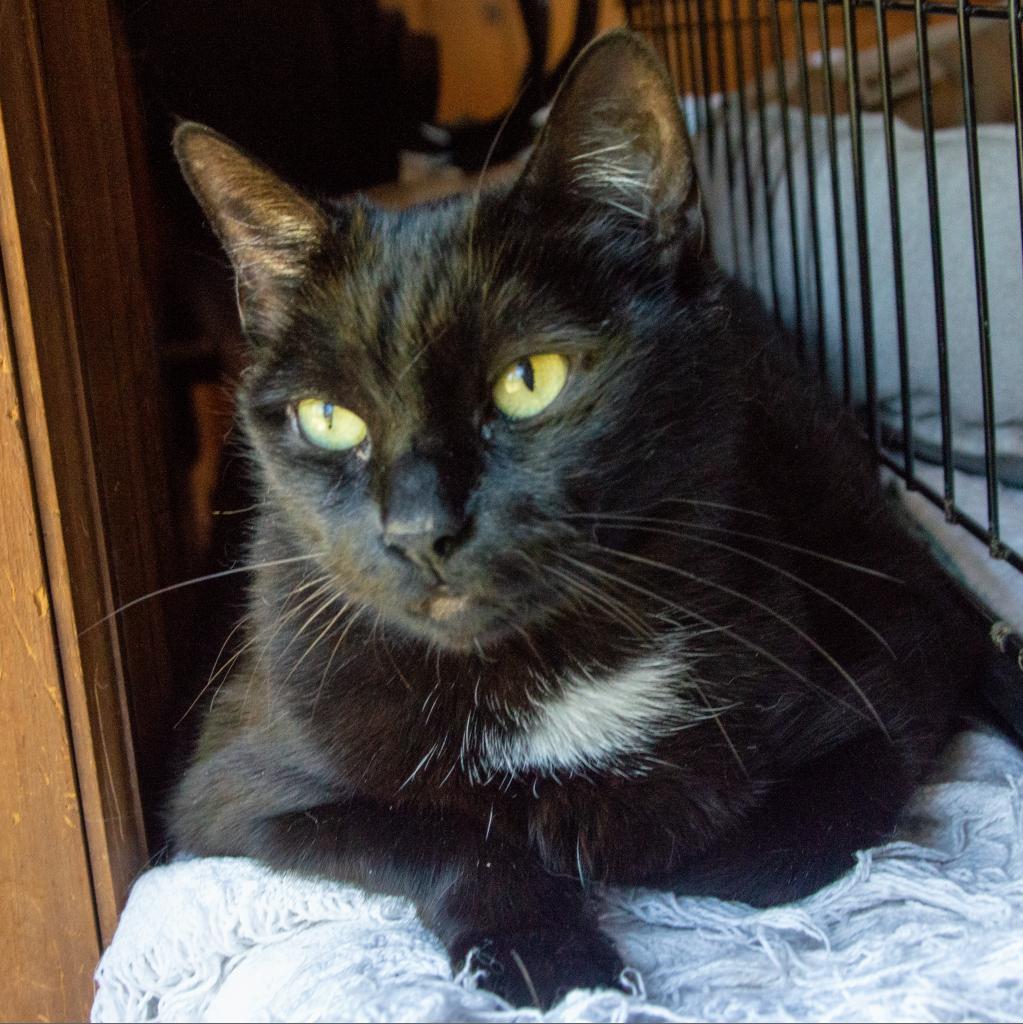 Midnight, an adoptable Domestic Short Hair in Middletown, NY, 10940 | Photo Image 2