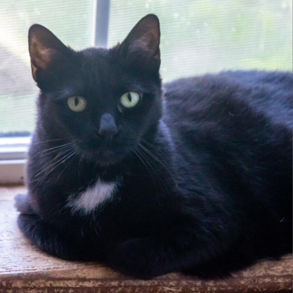 Midnight, an adoptable Domestic Short Hair in Middletown, NY, 10940 | Photo Image 3