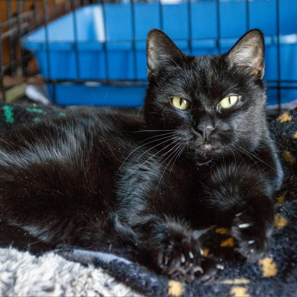 Midnight, an adoptable Domestic Short Hair in Middletown, NY, 10940 | Photo Image 5