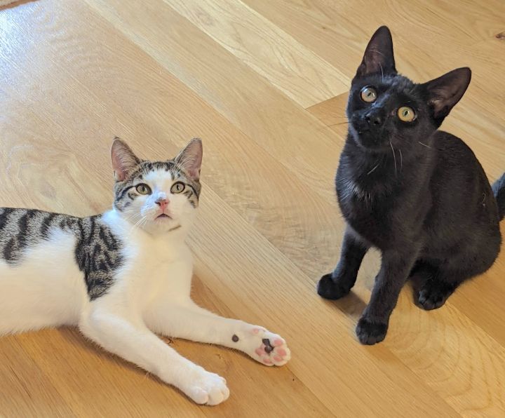 Luna and Leo, an adopted Domestic Short Hair in Brooklyn, NY_image-1