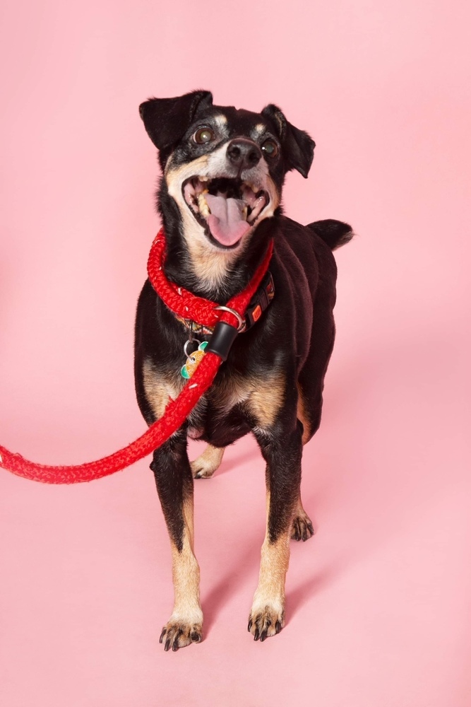 Titan, an adoptable Chihuahua in New Albany, OH, 43054 | Photo Image 1