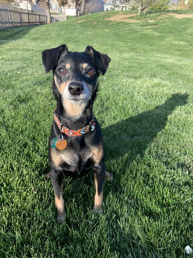 Titan, an adoptable Chihuahua in New Albany, OH, 43054 | Photo Image 2