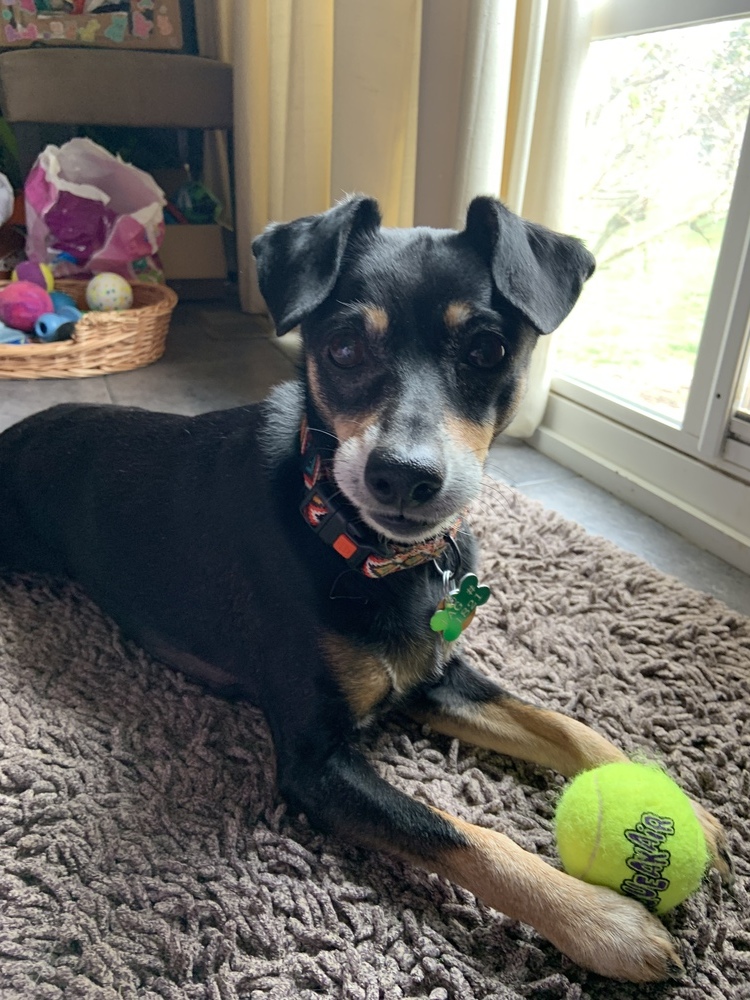 Titan, an adoptable Chihuahua in New Albany, OH, 43054 | Photo Image 4