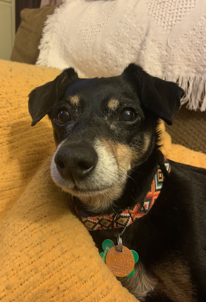 Titan, an adoptable Chihuahua in New Albany, OH, 43054 | Photo Image 5