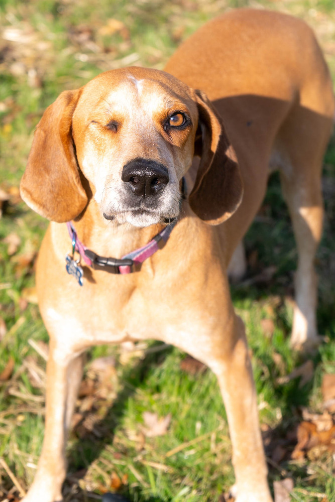 Tessa, an adoptable Hound in New Albany, OH, 43054 | Photo Image 1