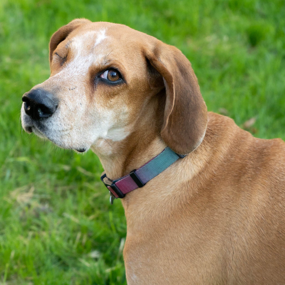 Tessa, an adoptable Hound in New Albany, OH, 43054 | Photo Image 2