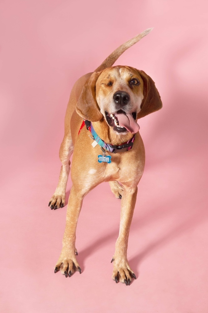 Tessa, an adoptable Hound in New Albany, OH, 43054 | Photo Image 3
